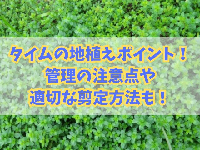 タイムを地植えする時のポイント！管理の注意点や適切な剪定方法も！