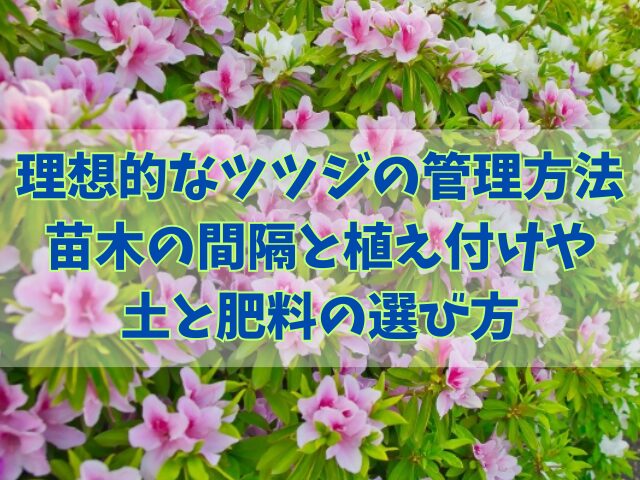 理想的なツツジの管理方法！苗木の間隔と植え付けのポイントや土と肥料の選び方