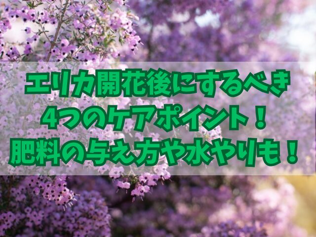 エリカ開花後にするべき4つのケアポイント！肥料の与え方や水やりも！