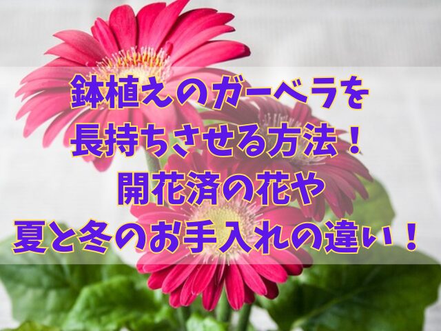 鉢植えのガーベラは長持ちさせる方法！開花済の花や夏と冬のお手入れの違い！