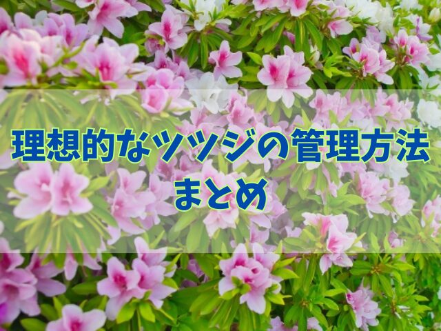 理想的なツツジの管理方法！苗木の間隔と植え付けのポイントや土と肥料の選び方