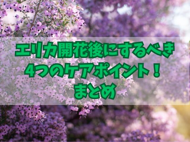 エリカ開花後にするべき4つのケアポイント！肥料の与え方や水やりも！