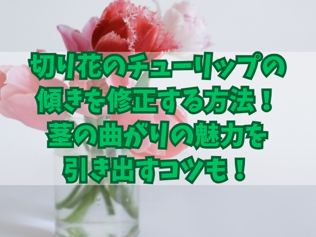 切り花のチューリップの傾きを修正する方法！茎の曲がりの魅力を引き出すコツも！