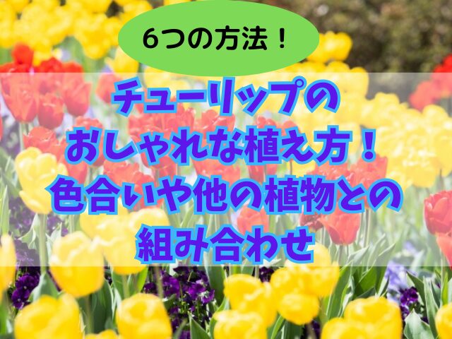 【6つの方法】チューリップのおしゃれな植え方！色合いや他の植物との組み合わせについて