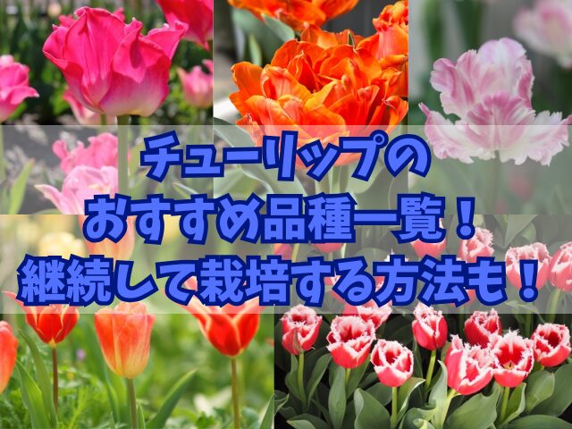 チューリップのおすすめ品種一覧を紹介！来年も継続して栽培する方法も！