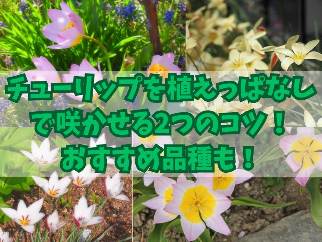 チューリップを植えっぱなしで咲かせる2つのコツ！おすすめ品種も！