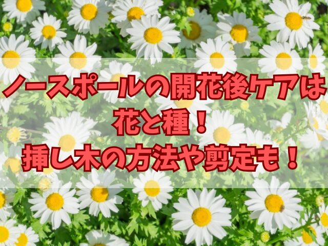 ノースポールの開花後ケアは花と種！挿し木の方法や剪定についても！