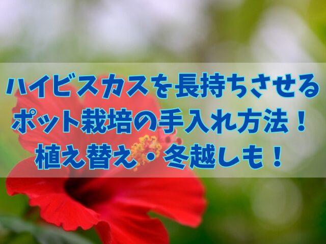 ハイビスカスを長持ちさせるポット栽培の方法！植え替え・冬越しも！