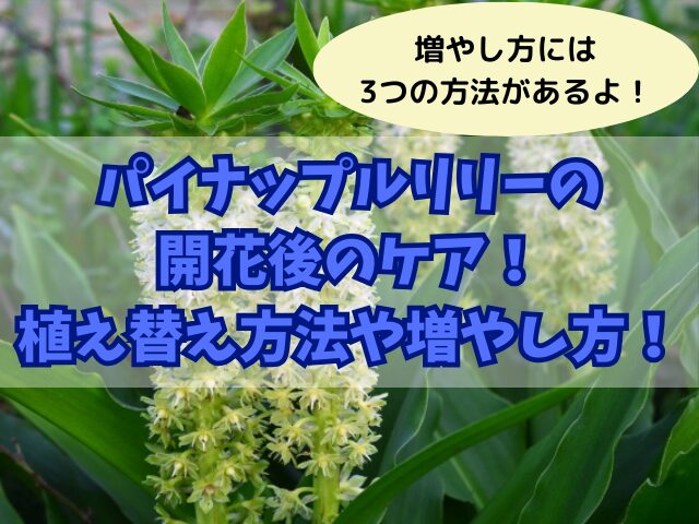 パイナップルリリーの開花後のケア！植え替えの方法や3種類の増やし方！