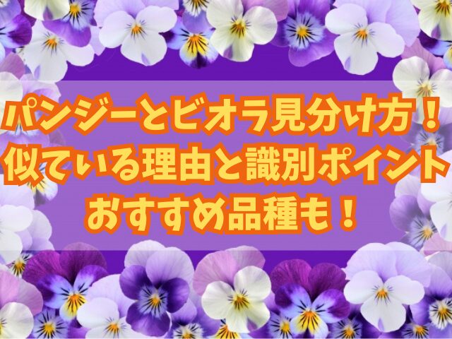 パンジーとビオラの見分け方！似ている理由と識別のポイントやおすすめ品種も！