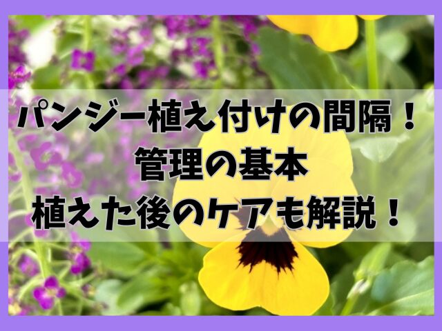 パンジーの植え付けの間隔は？管理の基本と植えた後のケアも解説！