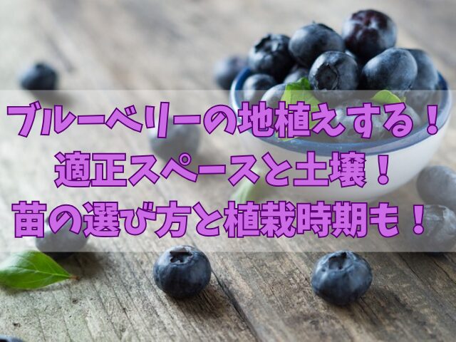 ブルーベリーを地植えするためのスペースと土壌！苗の選び方と植栽時期も！