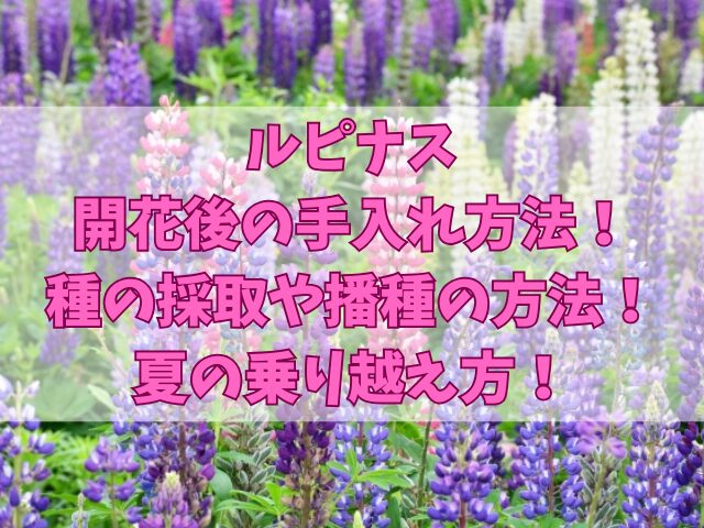 ルピナスの開花後の手入れ方法！種の採取や播種の方法と夏の乗り越え方！