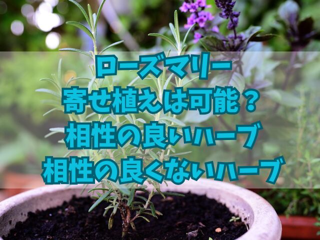 ローズマリーの寄せ植えは可能？相性の良いハーブと良くないハーブ！