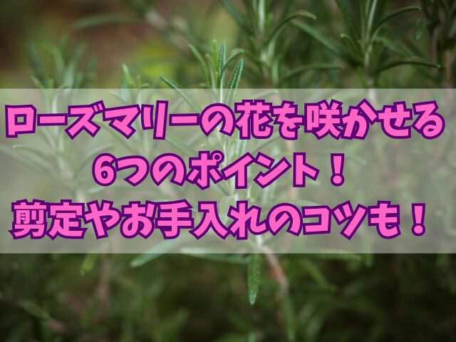 ローズマリーの花を咲かせるための6つのポイント！剪定やお手入れのコツも！