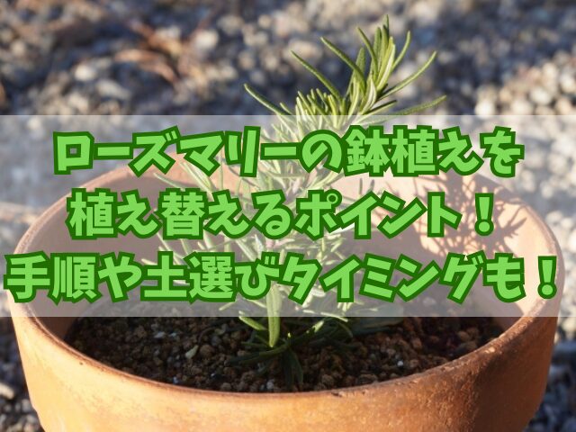 ローズマリーの鉢植えを植え替えるポイント！手順や土選びとタイミングも！