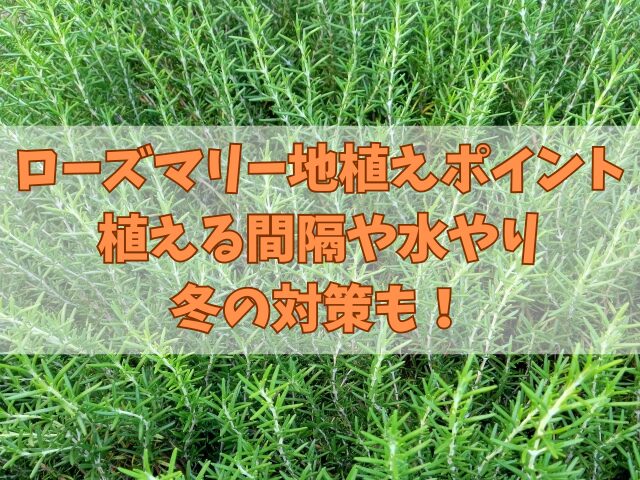 ローズマリーを地植えするポイント！植える間隔や水やりと冬の対策も！