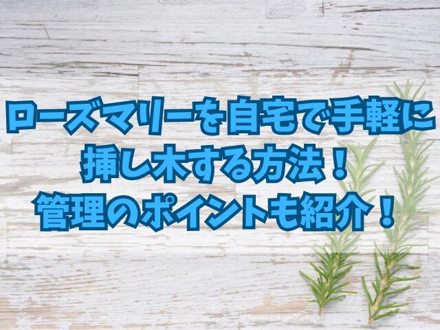 ローズマリーを自宅で手軽に挿し木する方法！管理のポイントも紹介！