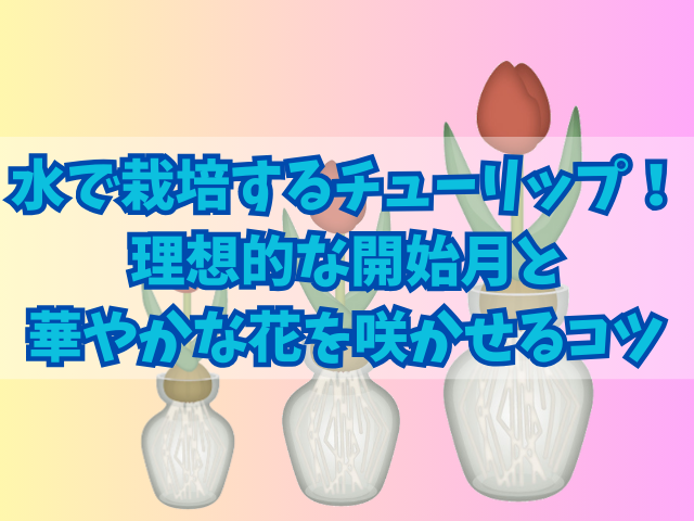 水で栽培するチューリップ！理想的な開始月と華やかな花を咲かせるコツ