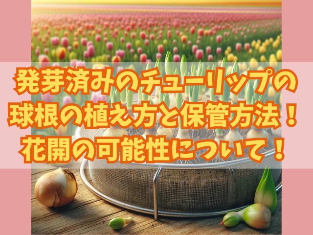 発芽済みのチューリップの球根の植え方と保管方法！花開の可能性について！