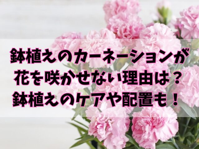 鉢植えのカーネーションが花を咲かせない理由は？鉢植えのケアや配置も！