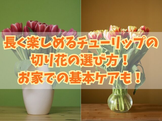 長く楽しめるチューリップの切り花の選び方！お家での基本ケアについても！