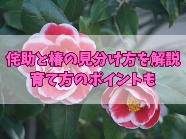 侘助と椿の見分け方を解説！育て方のポイントも