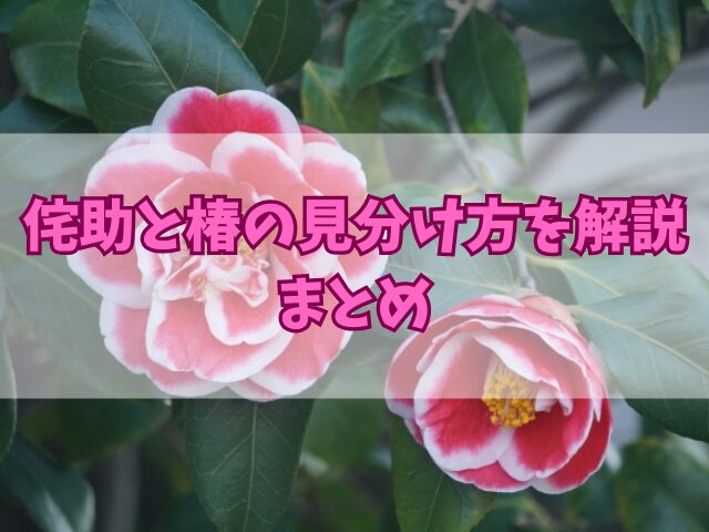 侘助と椿の見分け方を解説！育て方のポイントも