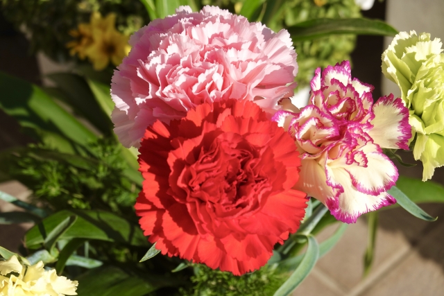 母の日にカーネーションを贈る由来は？花の色別の贈る意味も