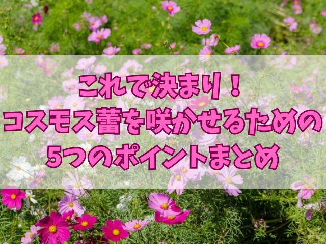 これで決まり！コスモス蕾を咲かせるための5つのポイント