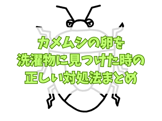 カメムシの卵を洗濯物に見つけた時の正しい対処法