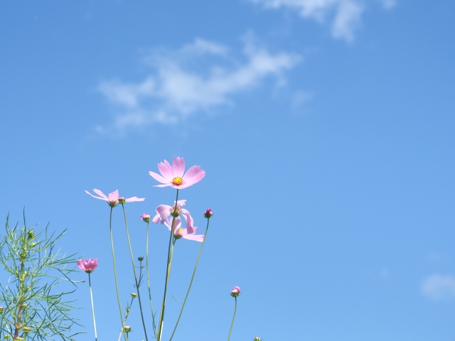 これで決まり！コスモス蕾を咲かせるための5つのポイント