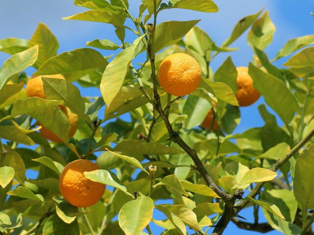 【保存版】橙とみかんの違いを徹底比較|見た目・味・用途が一目でわかる