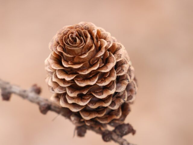 大きい松ぼっくりが拾える場所！親子で楽しむ公園・植物園スポット